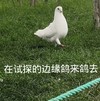 萌宠 鸽子 试探 作死 呆萌 逗