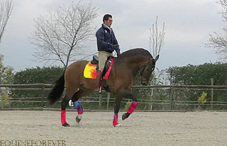 马术 Equestrianism sports 运动 骑马