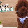 萌宠 汪 泰迪