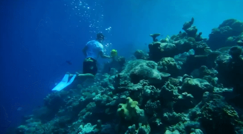 海底 潜水 珊瑚 纪录片