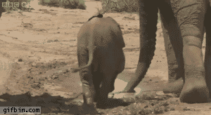 问题 宝贝 大象 平衡