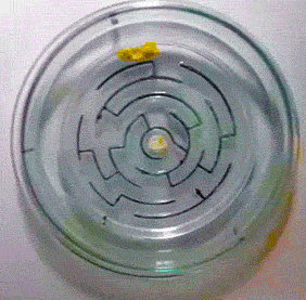 黄色 水 玻璃碗 透明