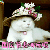 国庆节去哪玩呢 猫 猫咪 国庆 国庆节 soogif soogif出品