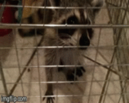 浣熊 raccoon 监禁 笼子