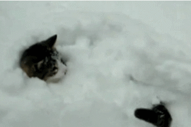 猫咪 尾巴 玩耍 雪堆