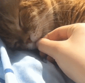 猫咪 可爱 熟睡 揪舌头