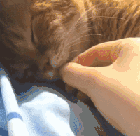 猫咪 可爱 熟睡 揪舌头