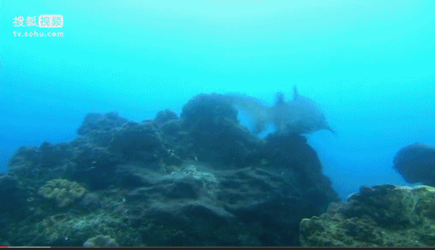 深海奇探 鱼 礁 游动 湛蓝