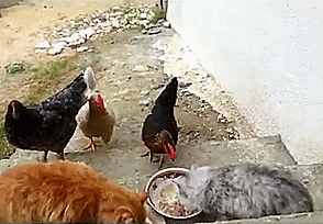 鸡 chicken animal 吃东西
