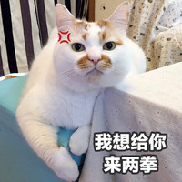 萌宠 猫星人 我想给你来两拳 生气 无奈 呆萌 可爱