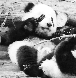 吃 熊 动物 熊猫 动物 幼兽 斜躺 熊猫熊 熊猫宝宝