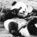 吃 熊 动物 熊猫 动物 幼兽 斜躺 熊猫熊 熊猫宝宝