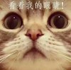 猫咪 大眼睛 萌宠 看着我的眼睛