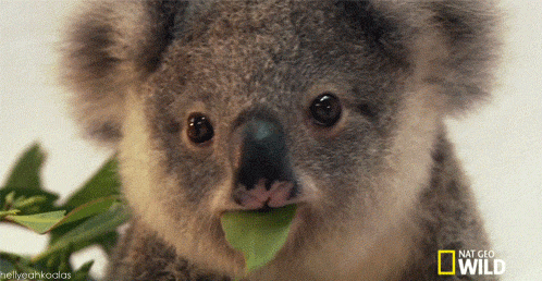 考拉 宝宝 萌化了 动物  koala