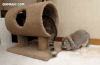 猫咪 摇尾巴 可爱 呆萌