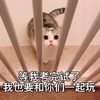 萌宠 喵星人 等我考完试了 我也要和你们玩 呆萌 可爱