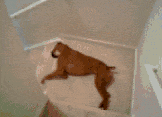 狗狗 懒洋洋 下楼梯 搞笑