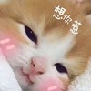 萌宠 猫星人 想你惹 害羞 呆萌 可爱