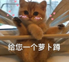 萌宠 喵星人 给您一个萝卜蹲 蹲下 搞怪 逗