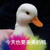 萌宠 鸭子 今天也要美美的 优雅 搞怪 呆萌