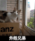 外姓兄弟 猫咪 窗户 玻璃 纸箱