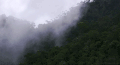森林 雾 云雾缭绕 绿  forest