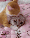 猫咪 打架 黄色 白色