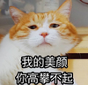 萌宠 喵星人 我的美颜你高攀不起 你就是嫉妒我长得好看 调皮 可爱