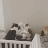 萌宠 打架 猫 喵星人