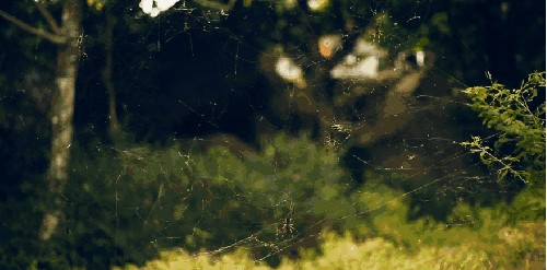 Paul&Wex 塞舌尔群岛 纪录片 蜘蛛网 风景