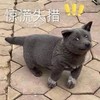 萌宠 喵星人 惊慌失措 吃惊 呆萌 搞怪