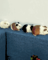 四只仓鼠 沙发 趴着 可爱 排一排