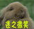 迷之微笑 兔子