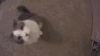 猫咪 可爱 亲吻镜头 萌宠