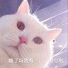 萌宠 猫星人 睡了吗 我有一点点想你 呆萌 可爱