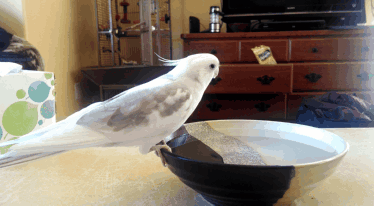 小鸟儿 喝水 大碗 柜子