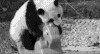 搞笑 木马 熊猫 倒下
