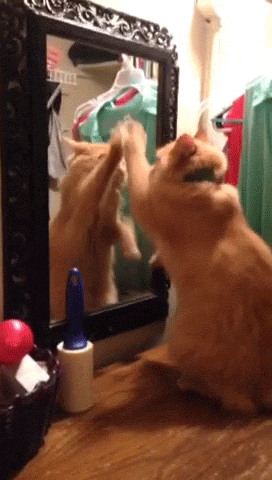 镜子 猫咪 抓挠 逗比