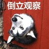 萌宠 狗 汪星人 二哈 哈士奇 倒立观察 搞怪