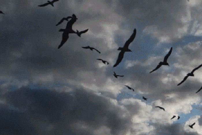 动物 鸟群 飞翔 阴天