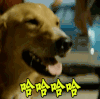 狗 开心 哈哈哈哈
