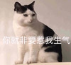 萌宠 猫星人 你就非要惹我生气 难受 呆萌 可爱