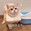 萌宠 喵星人 你说什么 你再说一遍 憨憨 呆萌