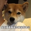 萌宠 汪星人 我看看 搞怪 逗