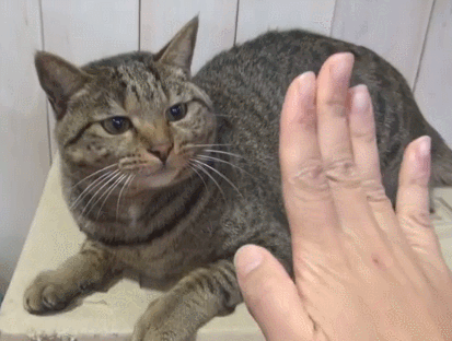 猫咪 咬手 讨厌 手势