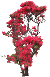 植物 花朵 山花 树木