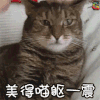萌宠 猫 喵星人 美的喵躯一震 soogif soogif出品