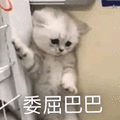 萌宠 猫咪 猫 喵星人 委屈巴巴 伤心