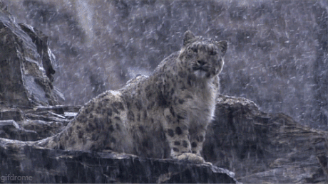 动物 猎豹 可爱 暴风雪