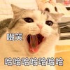 萌宠 猫星人 嘲笑 哈哈哈 呆萌 可爱